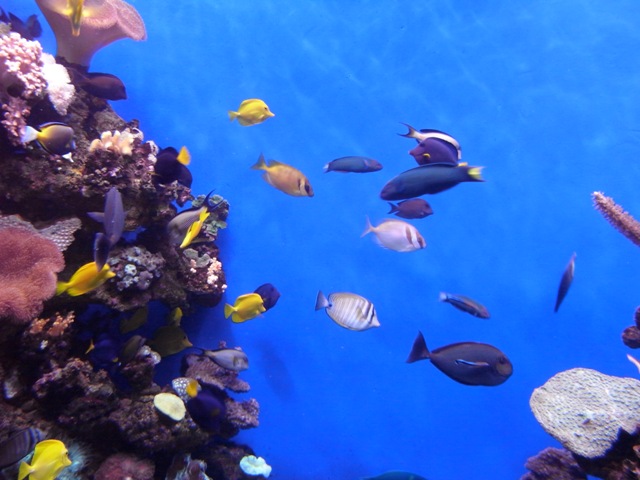 If its raining, why not visit Palma Aquarium?